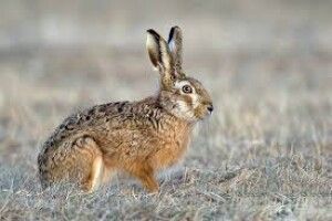 На Поліссі під загрозою майбутній приплід зайців