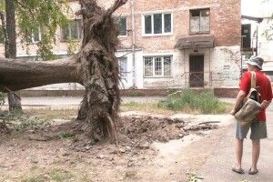 У Рівному під час негоди біля будинку вирвало з корінням п'ять дерев