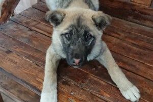 Під Луцьком врятували молоденьку собаню, яку атакували понад 40 кліщів