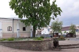 Столітній дуб у центрі Луцька стане ботанічною пам'яткою природи