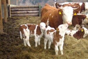 Хто з волинян може отримати по 2000 гривень