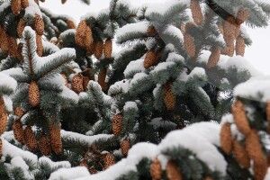 Якою буде погода на Волині