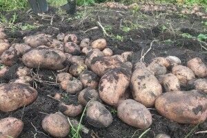 На Волині почався сезон нічного картоплекрадіння