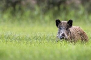 У Німеччині хочуть перейменувати Путіна