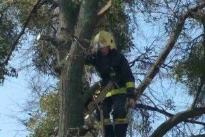 У Рівному рятувальники зрізали аварійні дерева