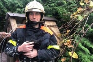 На Волині з 15-метрової криниці витягли кошеня