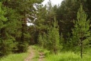 Міжнародні фахівці високо оцінили роботу наших лісівників 