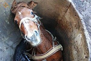 Коня витягували з каналізаційної ями (Фото)