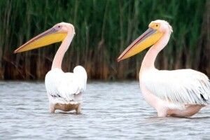 Екзотичні пелікани вподобали Золоту Липу на… заході України