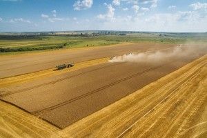 На Волині зібрали майже 97% посівів ранніх зернових