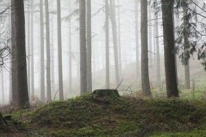У лісі на Прикарпатті знайшли труп чоловіка