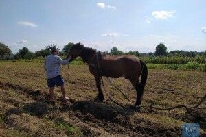 Картопляна романтика: у селі на Волині добре вродила бульба (Фото)