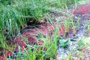 У Володимирі з'ясовують, чому у вуличному каналі текла червона вода