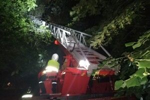 Кота, який 5 днів просидів на тополі, врятували вогнеборці