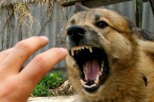 З початку року на Волині виявлено 17 випадків сказу серед тварин