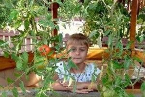 Волинянка вирощує помідори корінням догори