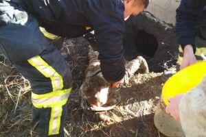 Рятували як могли: однорічна дитина впала у вуличний туалет (Фото)