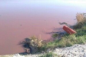 Волинський виробник курятини відгородився від людей і продовжив скидати «криваві відходи»