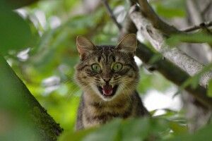 У селі на Волині виявили сказ у двох котів