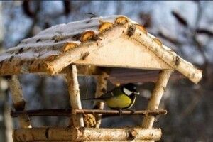 Волинян закликали облаштовувати їдальні для дзьобатих