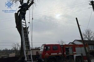 Волинянина затисло гілкою на дереві (Фото)
