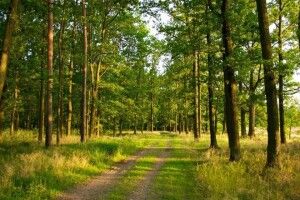 На Волині у власність держави повернули 5 земельних ділянок лісового фонду 