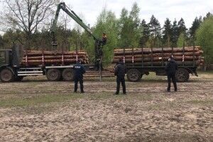 Засудили лісівника, який дозволив зрубати... 19 дерев