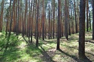 На Волині 40 гектарів лісу незаконно перевели в сільськогосподарську землю