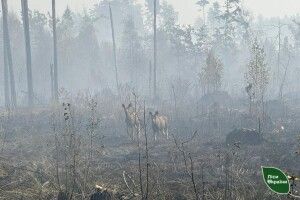 Волинські лісівники показали на фото звірів, дім яких спалили люди