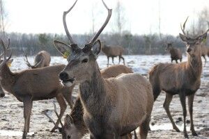 Показали оленів з ферми неподалік Луцька