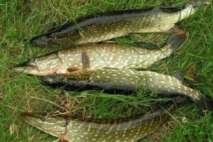 На Стоході впіймали браконьєра, який вкоротив віку п'ятьом щукам, трьом окуням та ще й двом пліткам