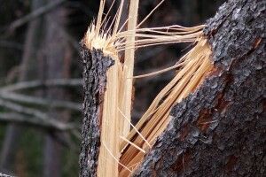 На Волині дерево на смерть придушило 21-річного хлопця
