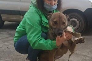 У Луцьку собаче щастя вхопило за хвіст пса, який впродовж трьох років не міг знайти господарів (Фото)