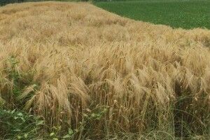 Ринок землі на Волині: чиновники розповіли про проблеми при продажу (Відео)