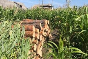 У волинянина на городі знайшли крадену деревину (Фото)