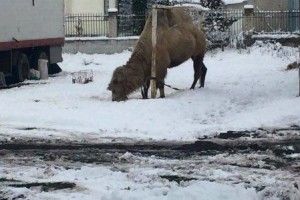 На Тернопільщині пересувний цирк залишив на стадіоні зимувати ... верблюда