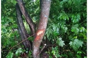 На Волині мотоцикліст врізався в дерево: 17-річний водій та пасажирка потрапили до лікарні