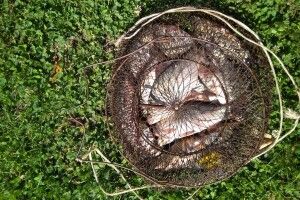 Волинянин натягав карасів на перловку з часником (Фото)