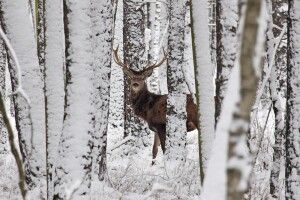Працівники «Цуманської пущі» оприлюднили неймовірні світлини (Фото) 