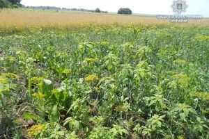 Міні-плантація маку на Рівненщині