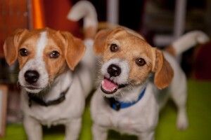У Дніпрі відвирував фестиваль під кодовою назвою «вуса, хвіст, чотири лапи» 