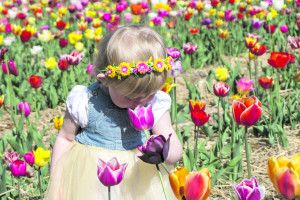 Весна підняла келихи тюльпанів у… «Волинській Голландії»! (Відео та фото)
