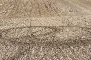 На Волині підлітки знищили посіви буряків на кількох гектарах поля (Фото)