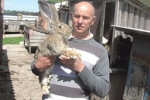 Волинянин, який вирощує кролів 39 років, дає поради, як правильно доглядати за тваринами