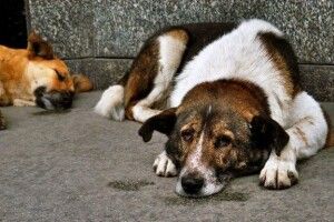 На Волині хлопець стріляв по беззахисних тваринах