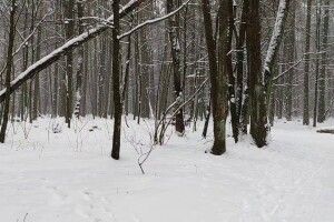 «Мамо, будь ласка, не треба!»: релігійна жінка у лютий мороз завела голими в ліс трьох дітей