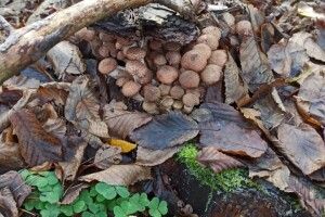 Дві відрі опеньків стали жертвами озброєної ножем волинянки (Фото)