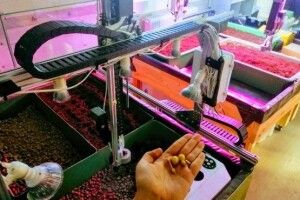 В Україні роботизовані ферми можуть стати конкурентом полішуків?