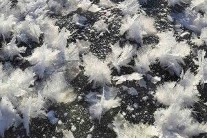 На Волині зазнімкували унікальні «крижані квіти»