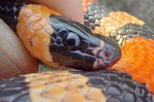 Королівський гість у ванній: як у Харкові вирішили долю змії, яку знайшли у пральній машині